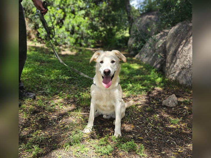 Victory: toller Familienhund
