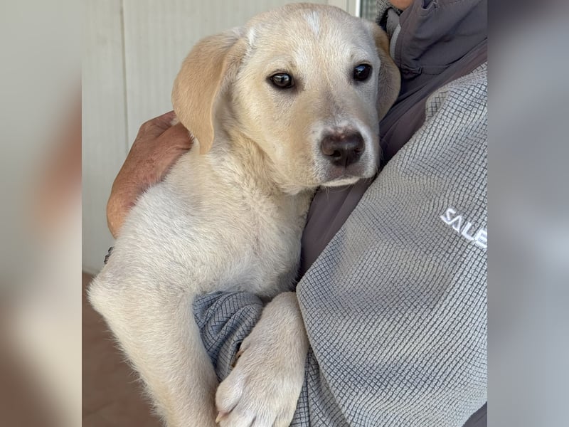 Diego: ein Labbi zum Verlieben