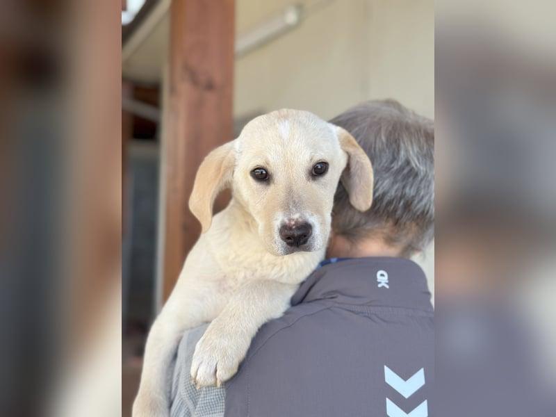 Diego: ein Labbi zum Verlieben