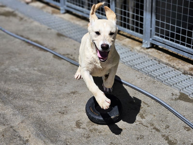 Diego: ein Labbi zum Verlieben
