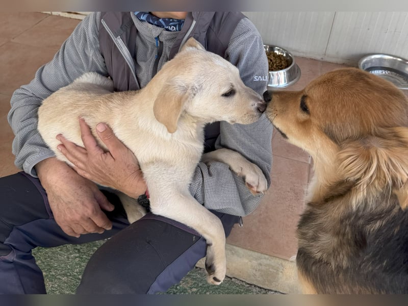 Diego: ein Labbi zum Verlieben