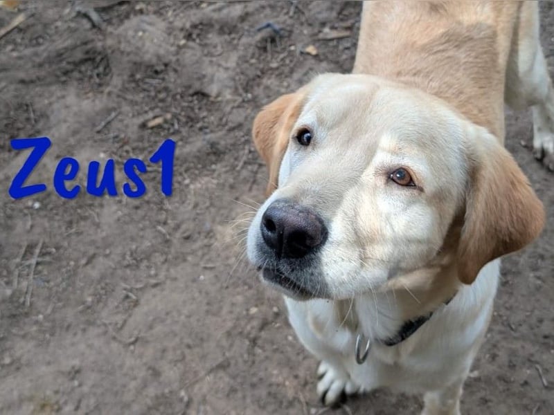 Zeus1 geb. 08/2024 (ESP) - sportlicher und cleverer, junger Labrador!