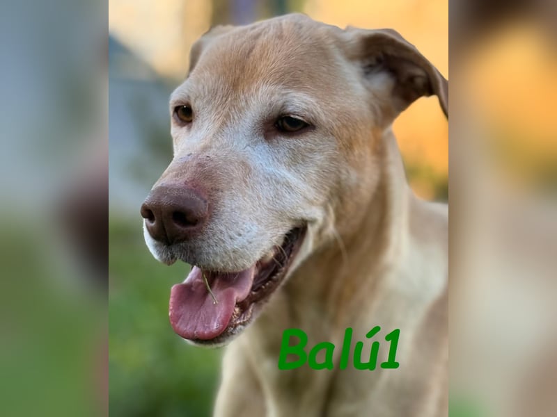 Balú1 04/2018 (ESP) - ruhiger und anhänglicher, sehr freundlicher Labrador Mix!