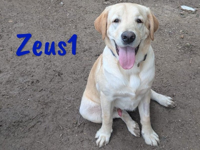 Zeus1 geb. 08/2024 (ESP) - sportlicher und cleverer, junger Labrador!