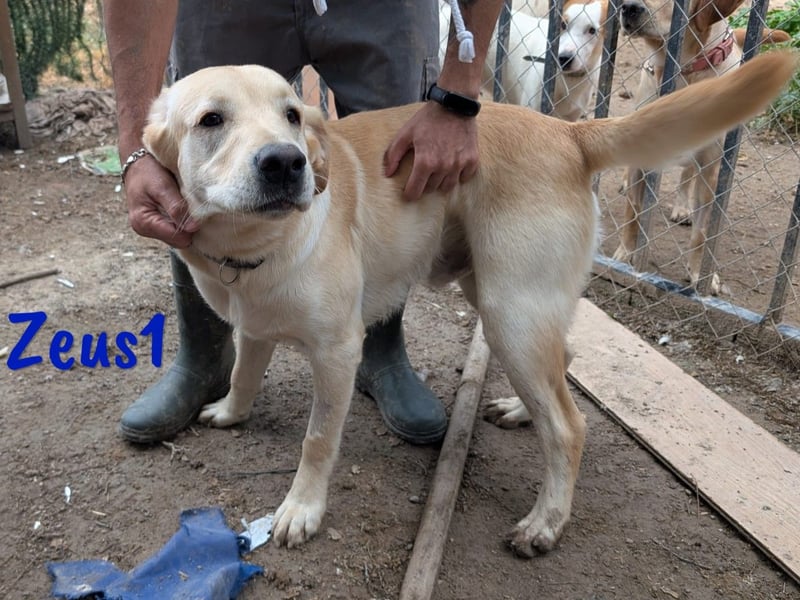 Zeus1 geb. 08/2024 (ESP) - sportlicher und cleverer, junger Labrador!