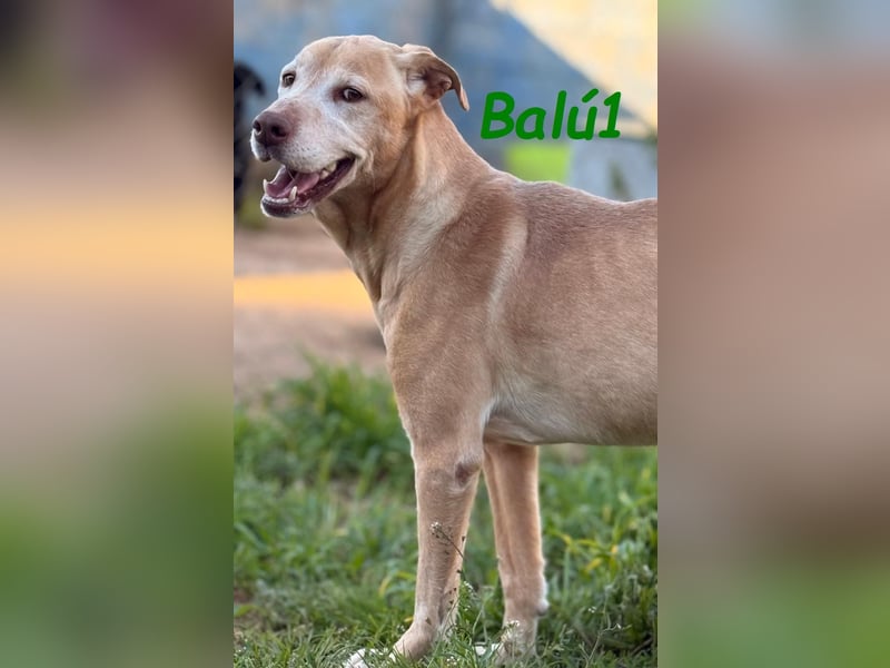 Balú1 04/2018 (ESP) - ruhiger und anhänglicher, sehr freundlicher Labrador Mix!