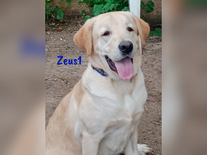 Zeus1 geb. 08/2024 (ESP) - sportlicher und cleverer, junger Labrador!