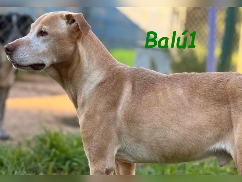 Balú1 04/2018 (ESP) - ruhiger und anhänglicher, sehr freundlicher Labrador Mix!