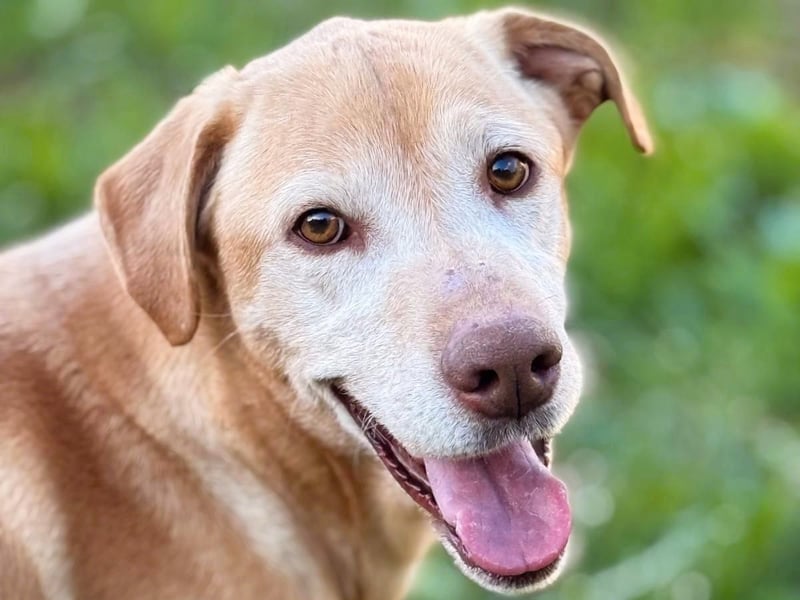 Balú1 04/2018 (ESP) - ruhiger und anhänglicher, sehr freundlicher Labrador Mix!