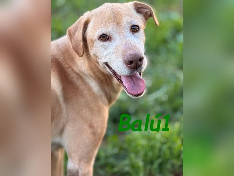 Balú1 04/2018 (ESP) - ruhiger und anhänglicher, sehr freundlicher Labrador Mix!
