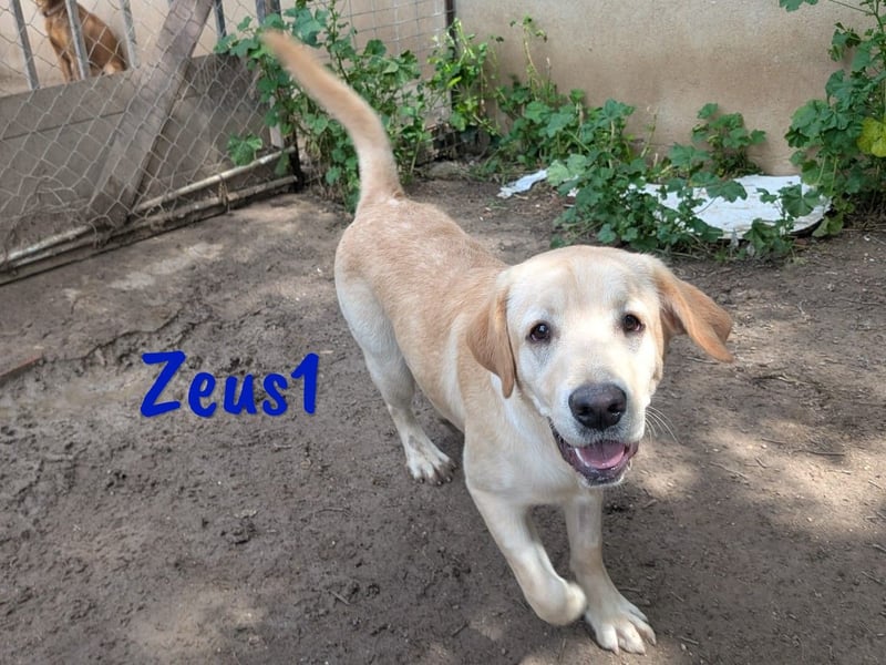 Zeus1 geb. 08/2024 (ESP) - sportlicher und cleverer, junger Labrador!