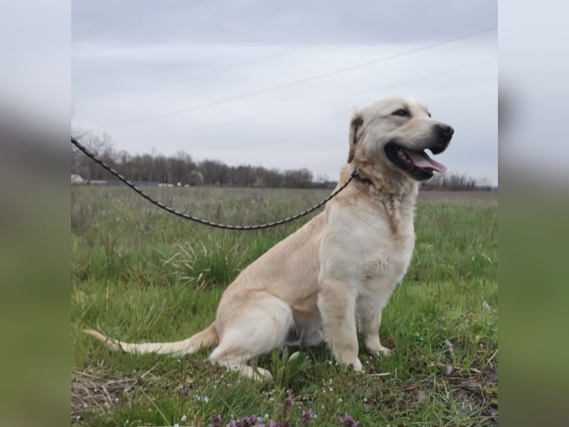 Boy ein Familienhund