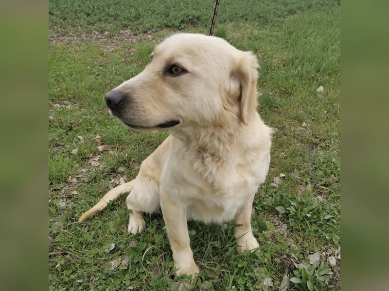 Boy ein Familienhund