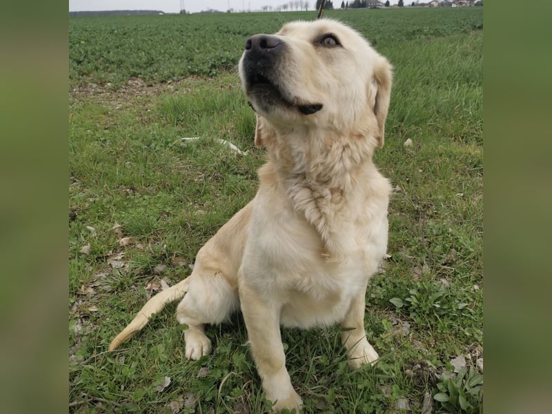 Boy ein Familienhund