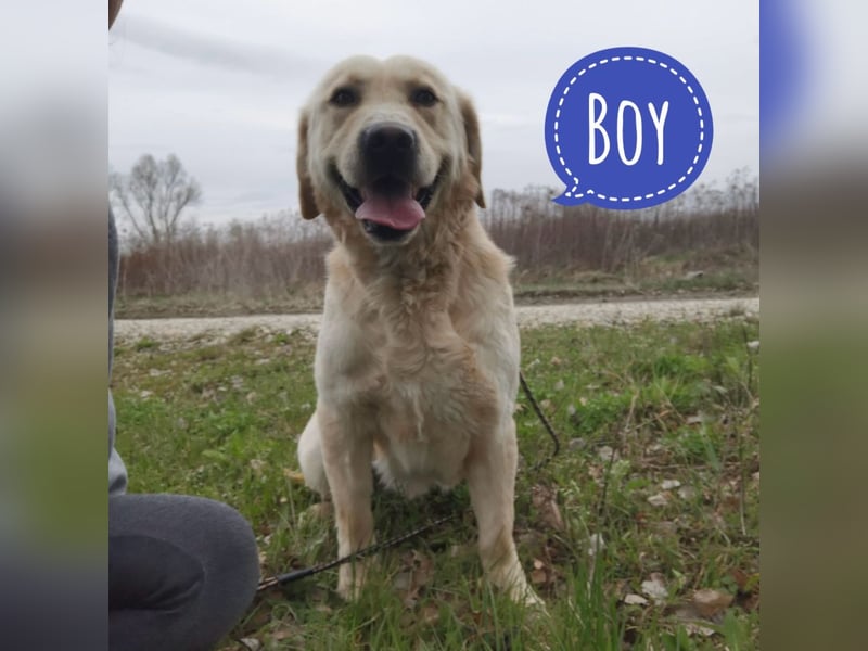 Boy ein Familienhund