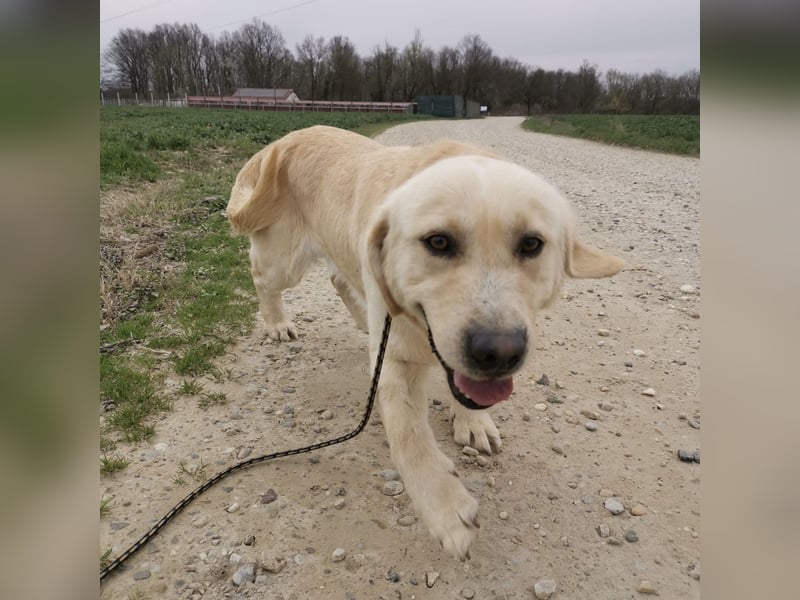 Boy ein Familienhund