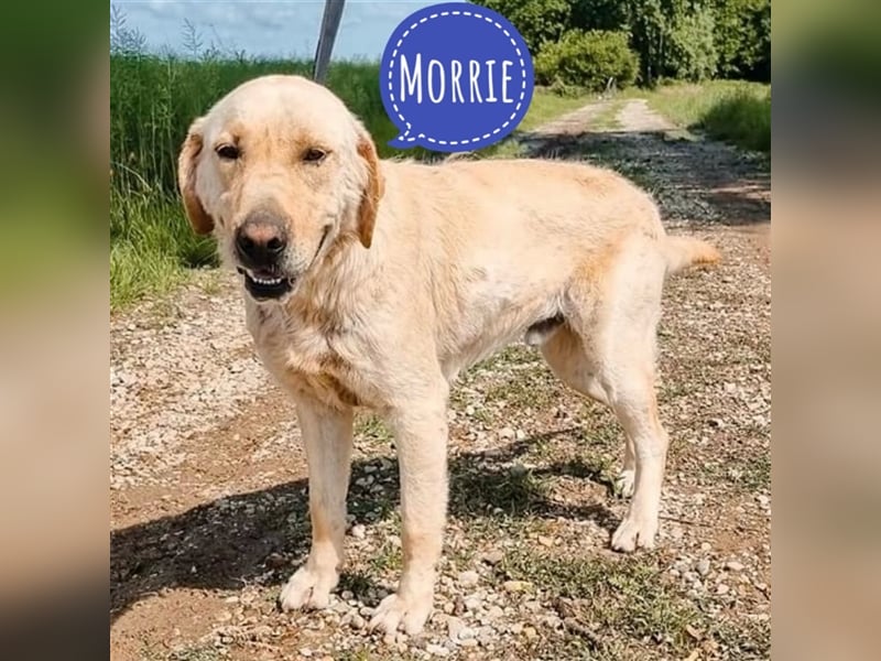 Morrie wartet unnötig zu lange