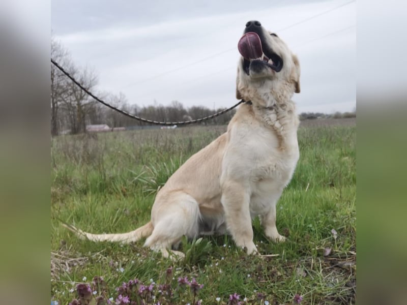 Boy ein Familienhund