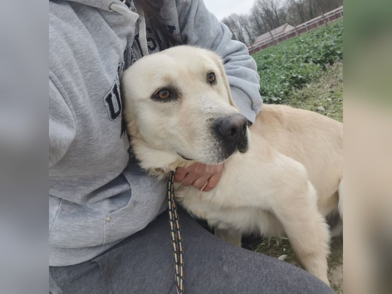 Boy ein Familienhund