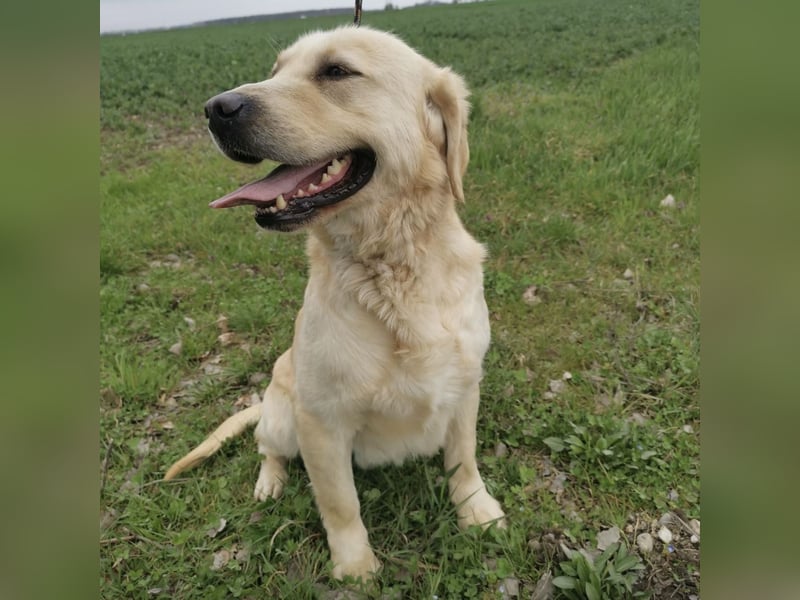Boy ein Familienhund