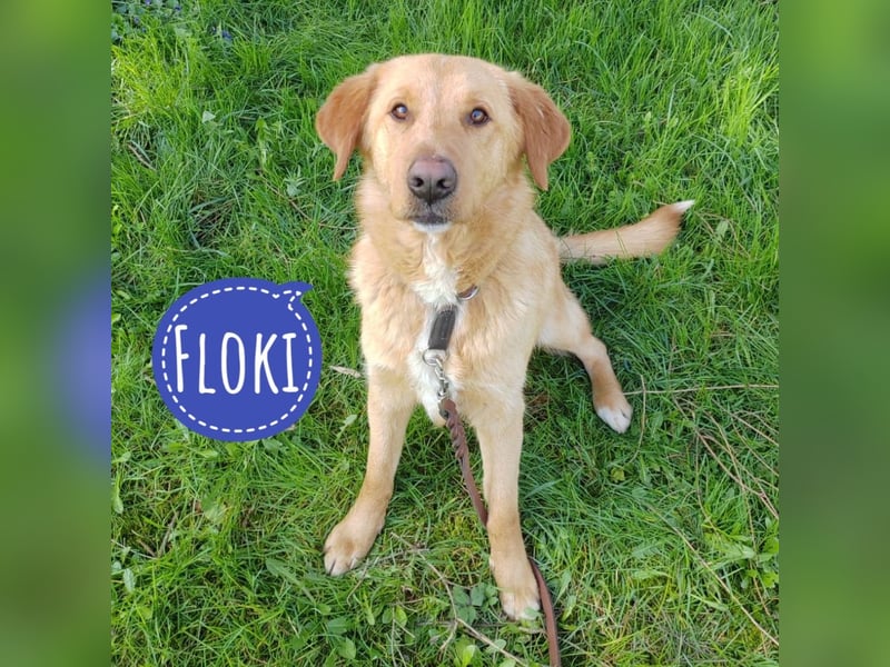 Floki - absolut Anfänger geeignet