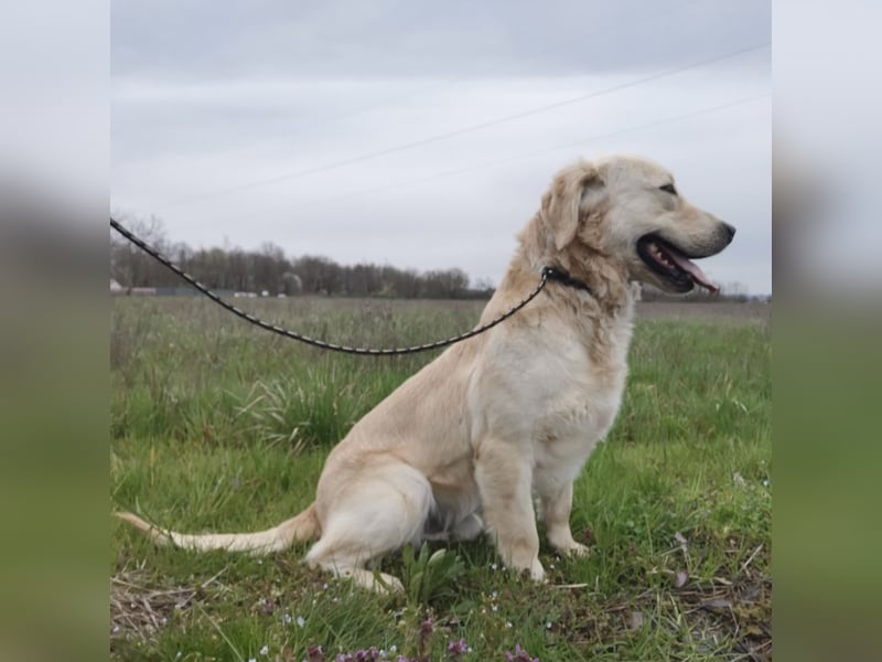 Boy ein Familienhund