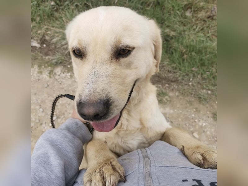 Boy ein Familienhund