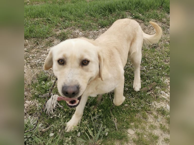 Boy ein Familienhund