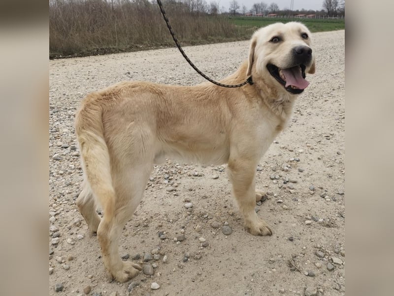 Boy ein Familienhund