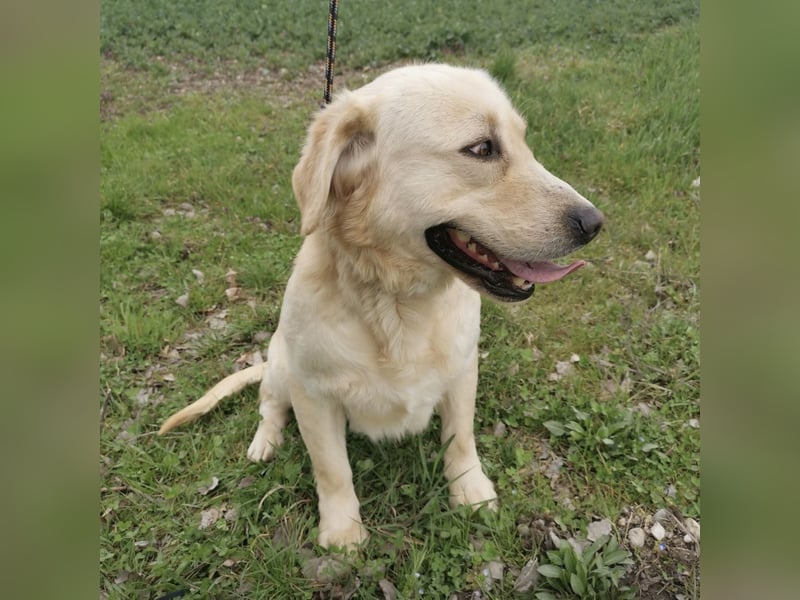 Boy ein Familienhund