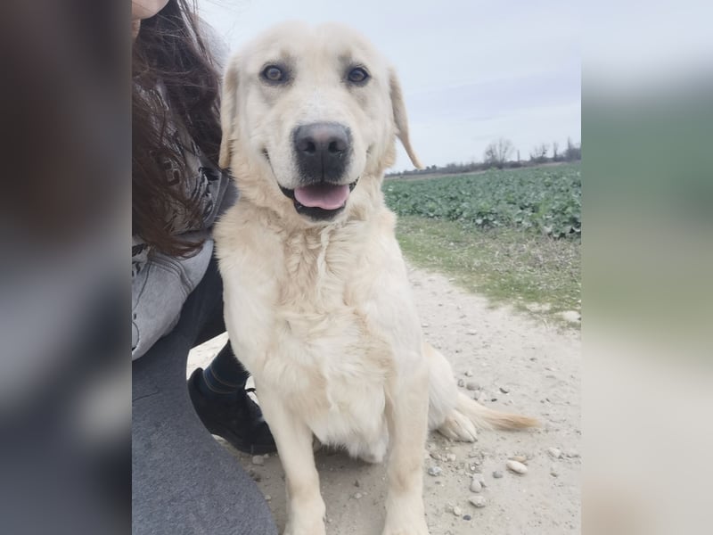 Boy ein Familienhund