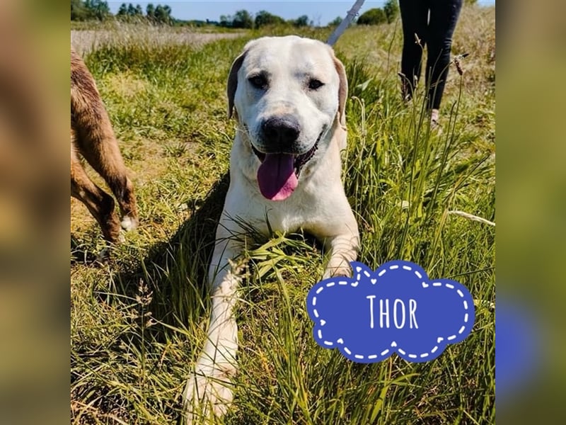 Thor eine riesige gutmütige Pracht