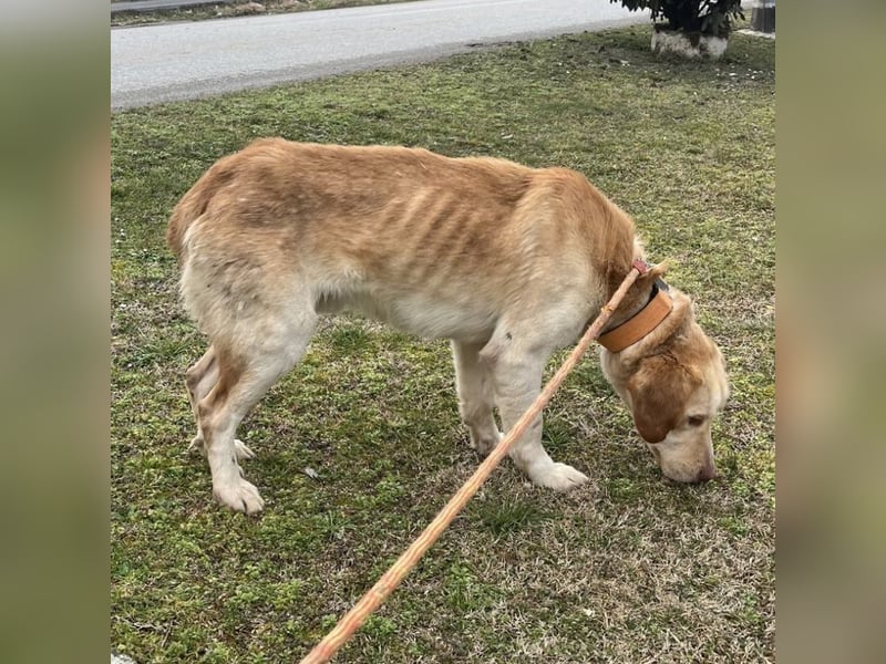 Zugi ein braver ruhiger Schatz