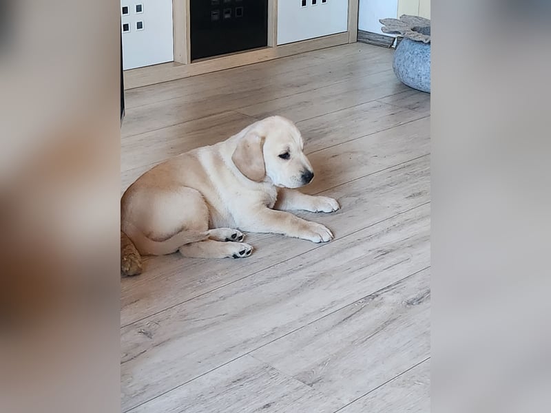 Labrador Mix Welpen