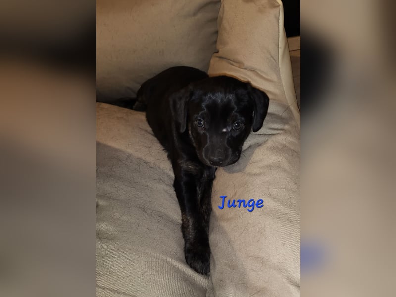 Labrador Mix Welpen