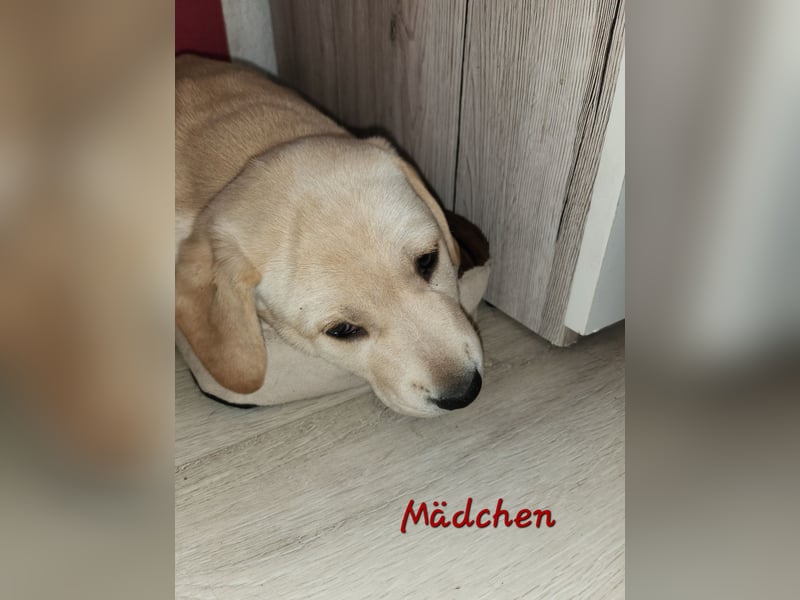 Labrador Mix Welpen