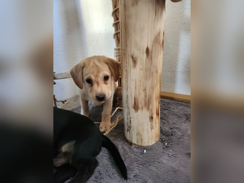 Labrador Mix Welpen