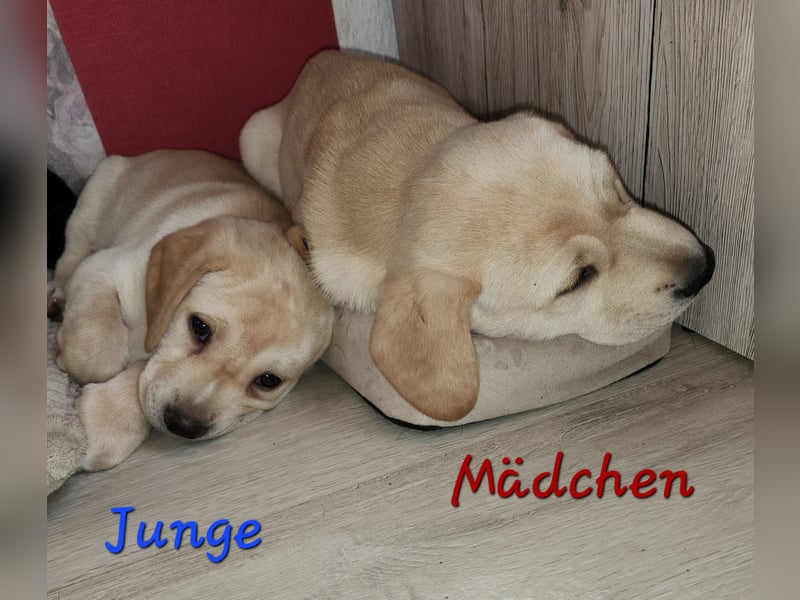 Labrador Mix Welpen