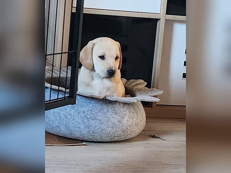 Labrador Mix Welpen