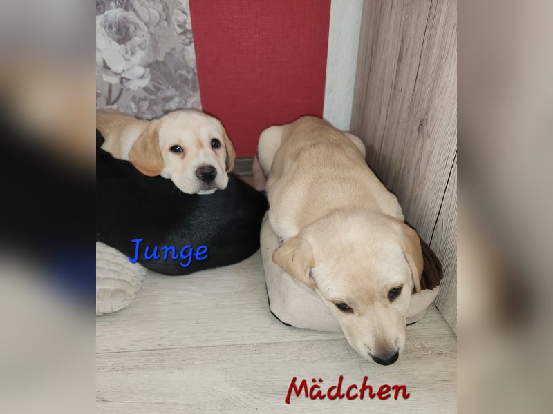 Labrador Mix Welpen