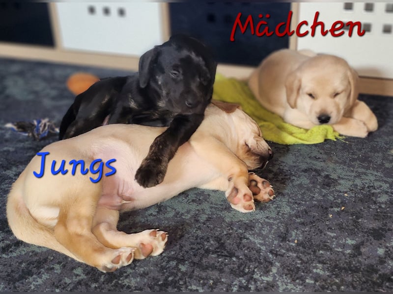 Labrador Mix Welpen