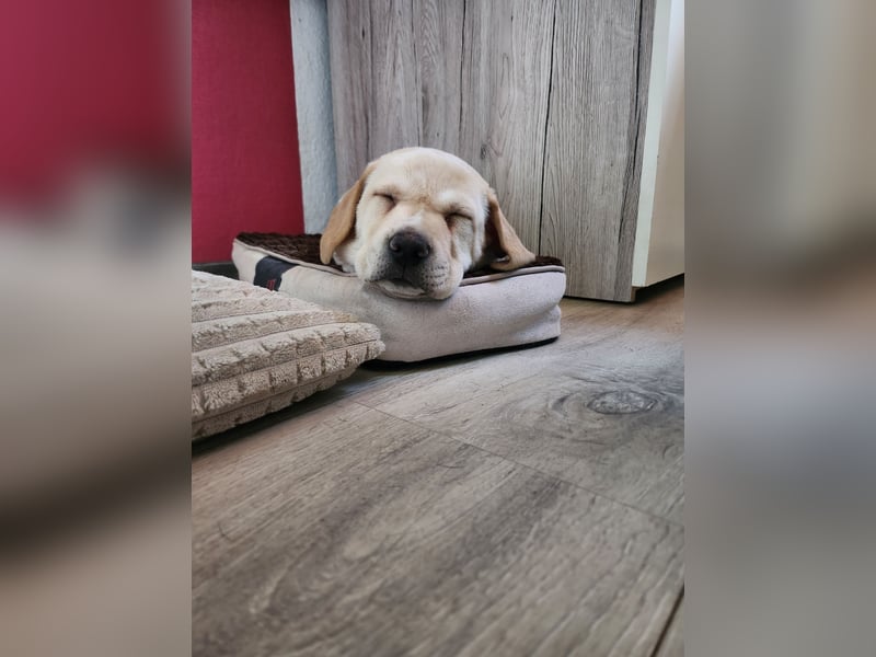 Labrador Mix Welpen