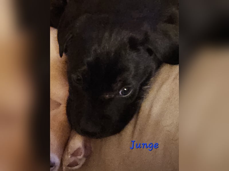 Labrador Mix Welpen
