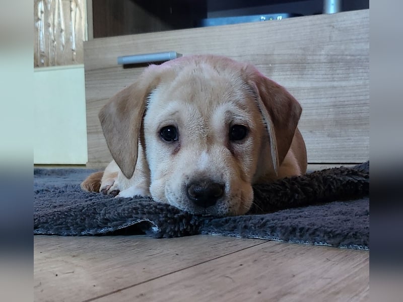 Labrador Mix Welpen