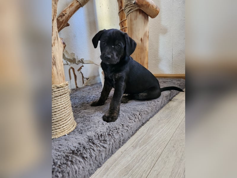 Labrador Mix Welpen