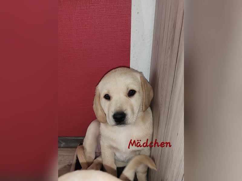 Labrador Mix Welpen