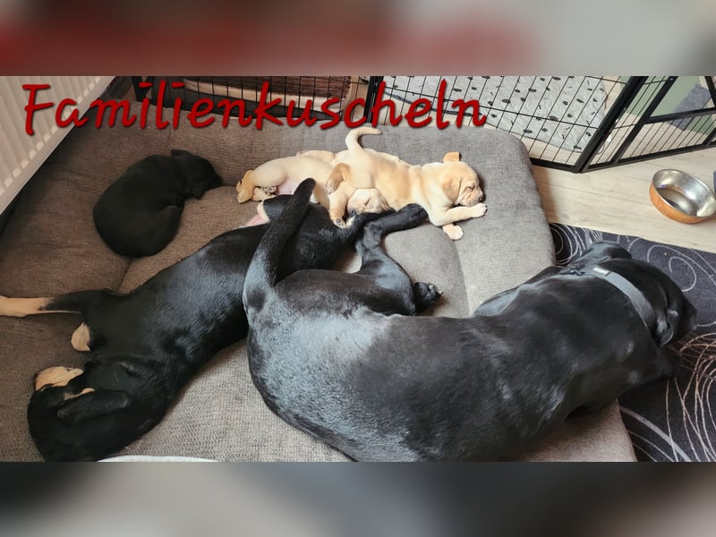 Labrador Mix Welpen