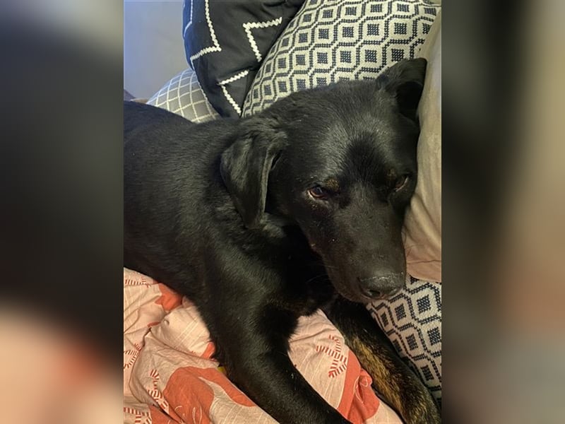 Rocky, ein liebenswerter super Senior