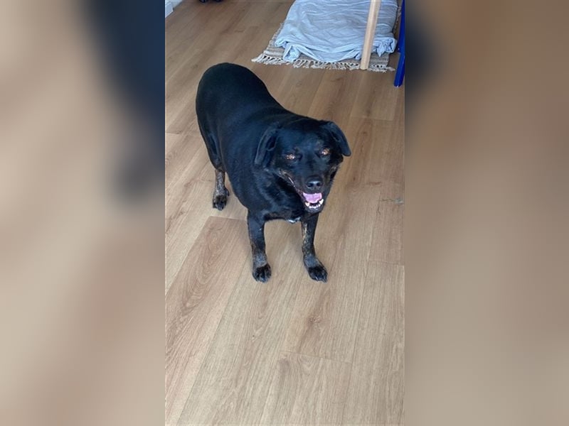 Rocky, ein liebenswerter super Senior