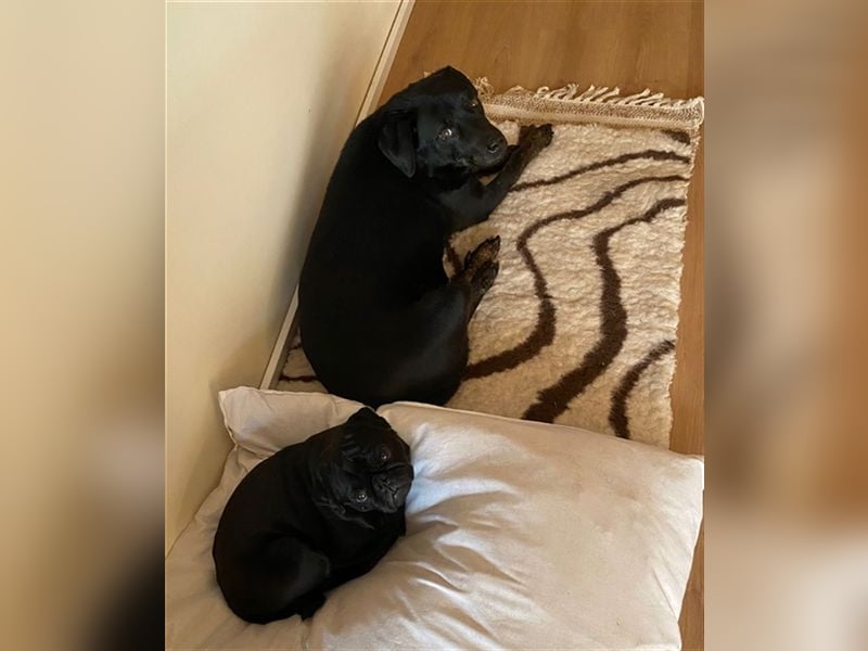 Rocky, ein liebenswerter super Senior